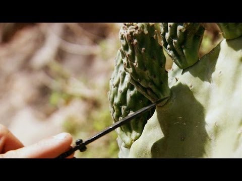 Prickly Pear | Bear Grylls: Escape From Hell