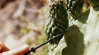 Prickly Pear | Bear Grylls: Escape From Hell