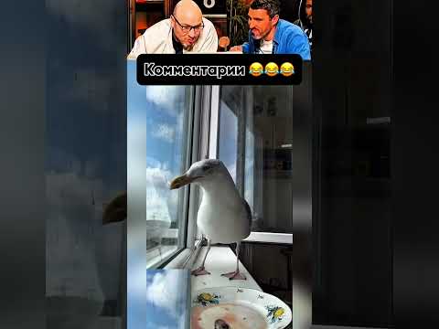 КОММЕНТАРИИ ОТДЕЛЬНЫЙ ВИД ИСКУССТВА🤣😱 Ч  344