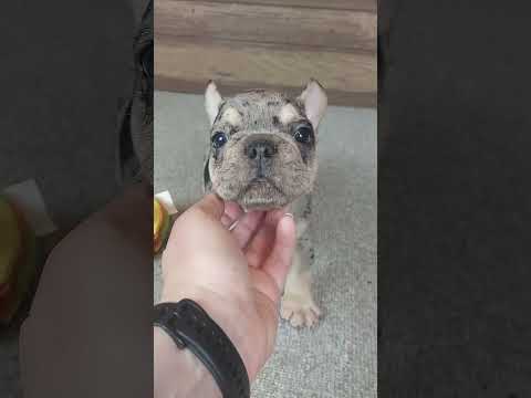Video 1