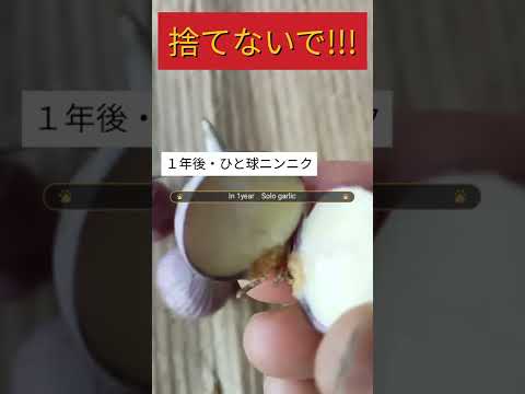 もうニンニクは買わないでください！ペットボトルでニンニクを栽培する方法は次のとおりです。 2 つのチュートリアル + ビデオ  庭園