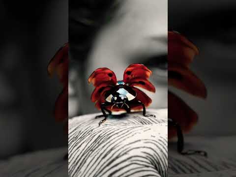 Capturing the best moment #viralvideo #trending #trendingshorts #funny #nature  #music