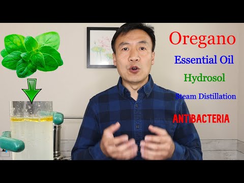 Herstellung von Oregano-Öl und -Hydrolat durch Wasserdampfdestillation. Vorteile: Antibakteriell,...