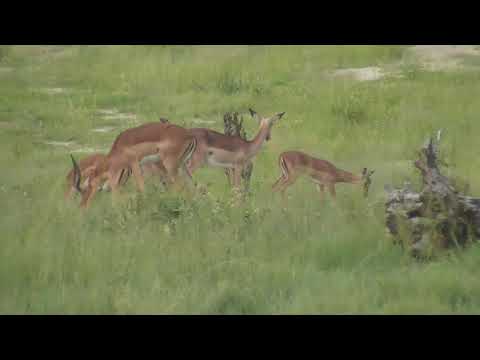 Djuma: Impala herd with Wildebeest bull - 18:02 - 02/06/19