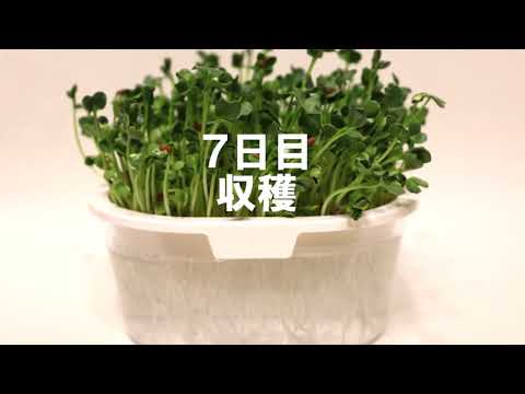 食用スプラウト – 利点、種類、育て方、レシピ、ヒント