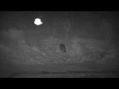 Djuma: Hippo arriving at the dam - 22:15 - 09/01/21