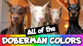 All the Doberman Colors That Exist