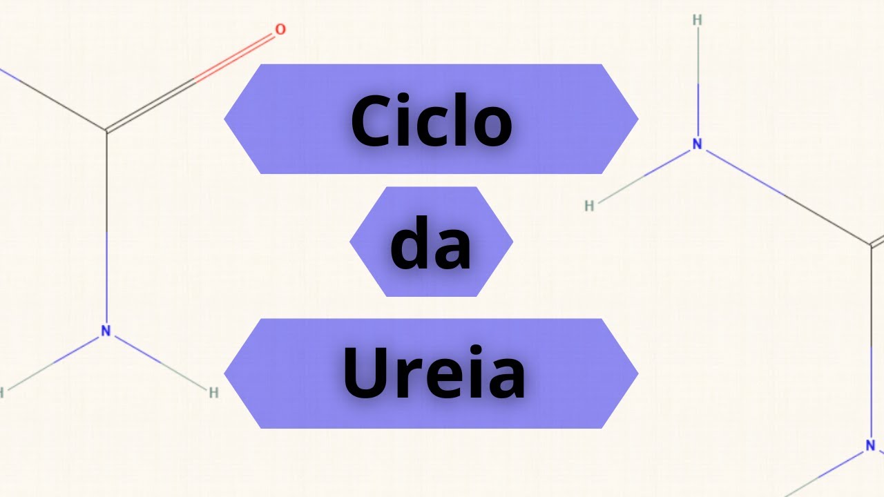 Ciclo da ureia - Fisiologia Humana