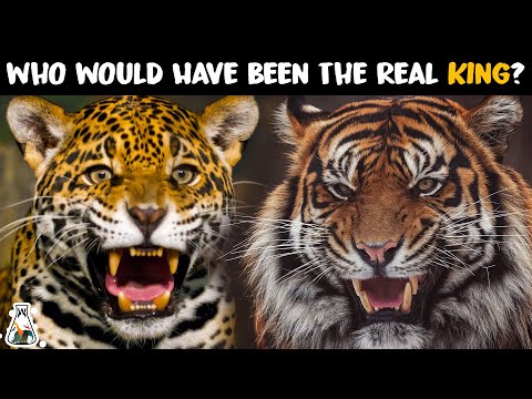 What if Jaguars Were the Size of Tigers?