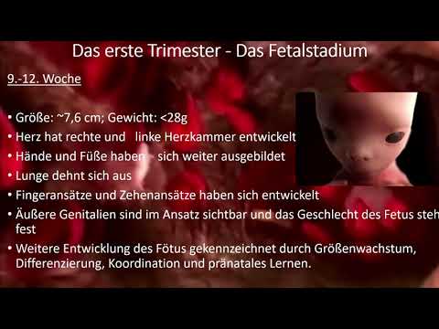 Pränatale Entwicklung -  Entwicklung im Mutterleib