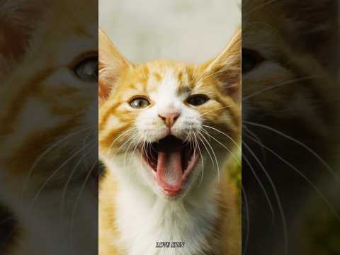 Kitten meowing loudly for mom🙀cat sound😻biraler dak #catsounds #meowing #meow #shorts #short #cat