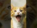 Kitten Meowing Loudly For Mom Cat Sound Biraler Dak Catsounds Meowing Meow Shorts Short Cat