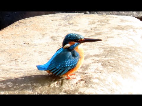 カワセミMOVIE 211024AM