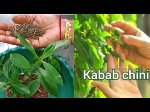 How to grow Kabab Chini plant | Piper  Cubeba Java Cubeba Piperaceae كيف ينمو كباب شيني