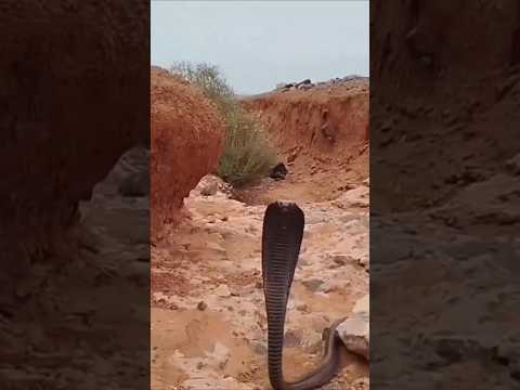 شوفوا معي اخضر ثعبان في واد ازاكا نواعي #المشير #اكسبلور 🐍✌️🐍