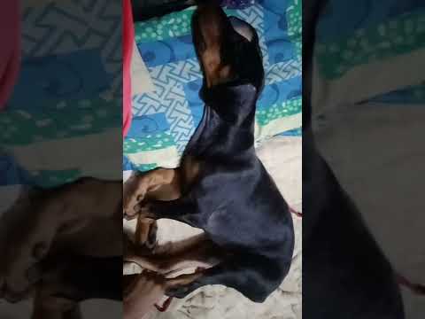 Koi se adopt kar le call me 8433553343