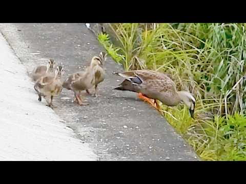 Eine Entenmutter versuchte, ihr Küken zu retten, das beim Sprung von einer Klippe feststeckte