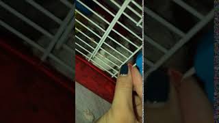 Mice Rodents Videos