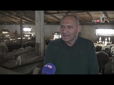 Prilog   RTVKV   Najvece stado ovaca na podrucju Raskog ogruga u selu Drlupa