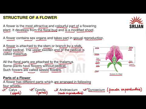 1. Structure of a Flower