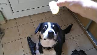 Dog eats lemon
