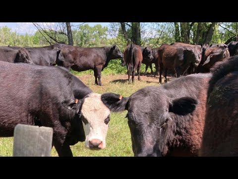Millions Of Longhorn Cattle In America And Africa Are Raised This Way - Cattle Farming