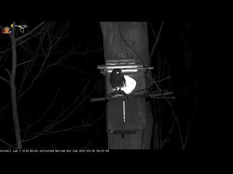 Male Barred Owl Drops off Crayfish, Hoots At Nest Box Entrance – March 30, 2021