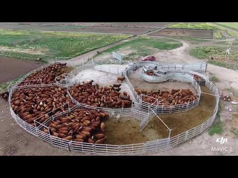 Estancia Lolén - Producción Ganadera de Excelencia - Herford, Angus Colorado y Caretas