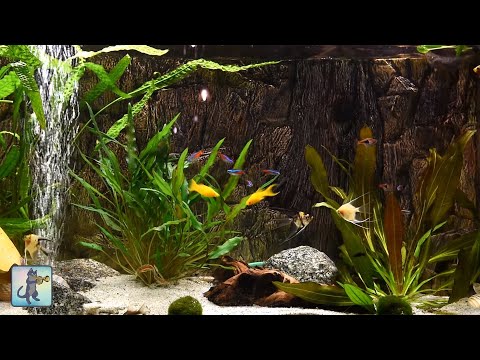 Relaxing Aquarium Fish Tank Sounds ~ NO MUSIC ????