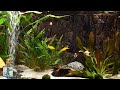 Relaxing Aquarium Fish Tank Sounds ~ NO MUSIC 🐟