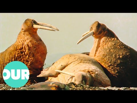 Russia's Chukotka: One Of The Last Wild Places On Earth | Our World