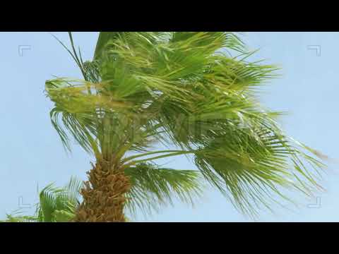 Palm Tree Stock Video