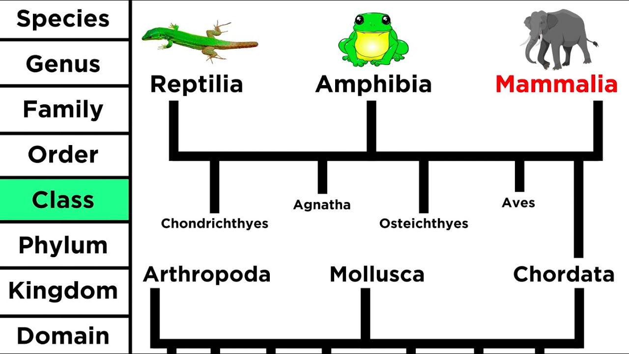 Phylogeny and the Tree of Life