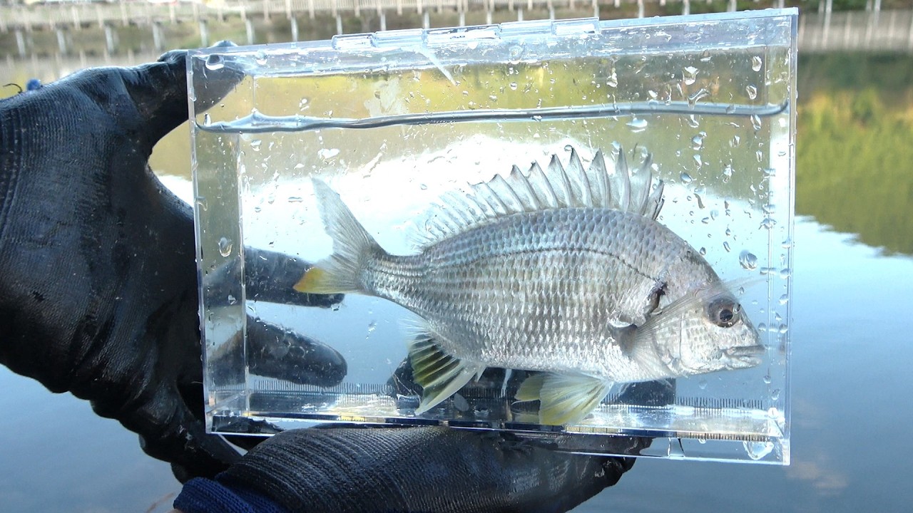 釣りの醍醐味はコレ！！