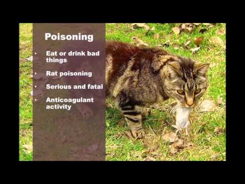 Blood in Cat Urine