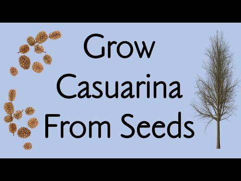 How To Plant Casuarina  Tree