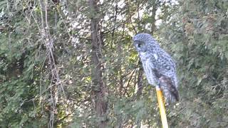 preview picture of video 'Great Grey Owl in Kingsville Turns Its Head, Talk of Photoshopping Him [HD]'