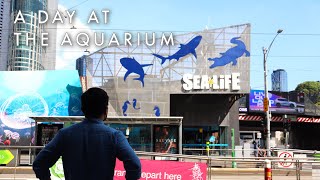 A Relaxing Day At Melbourne Aquarium | Blue Reef Tank