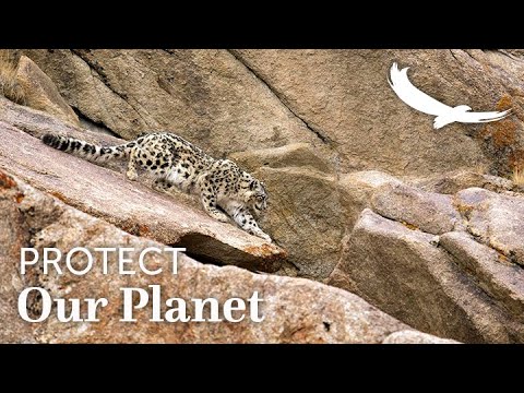 Protect our Planet | Conservation Collaborations | Big Cats: The Inside Story - Surya Ramachandran