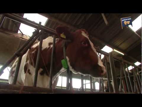 Peel en Maas weekoverzicht 9 december - Peel en Maas TV Venray