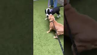 Video preview image #1 Mutt Puppy For Sale in Hillsboro, NH, USA