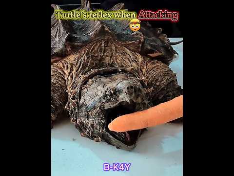 Turtle’s Reflex Vs This 🐢😳#shorts #phonk #reflexes #turtle #cat #catreflexes #foryou #trolledit #fyp