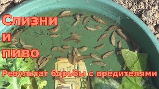 Приманка для слизней как их уничтожить
