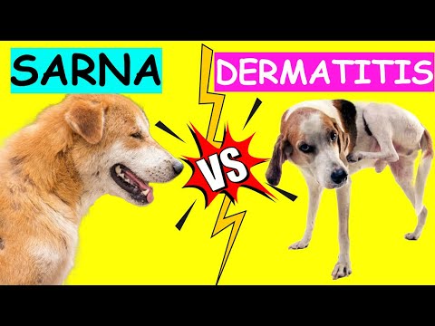 Diferencia entre SARNA y DERMATITIS en PERROS