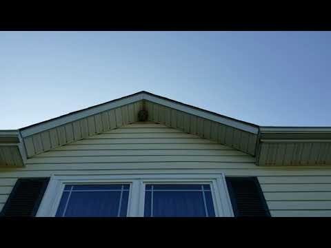 Bald Faced Hornets Soar High in Brielle, NJ