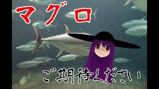 魚になったんで海の覇者目指します【 ACE OF SEAFOOD】