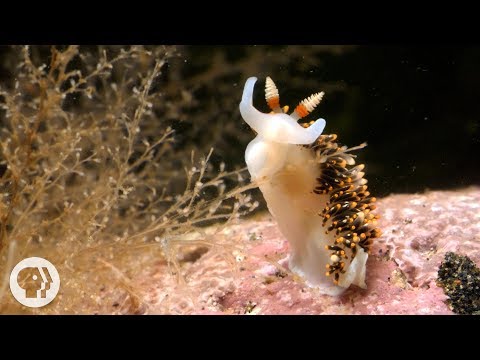 這隻可愛的海蛞蝓是個狡猾的小賊 | 深度觀察 (This Adorable Sea Slug is a Sneaky Little Thief | Deep Look)