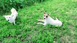 Baby Girl Is Being Raised By Six German Shepherds | The Dodos, 😍 RJB