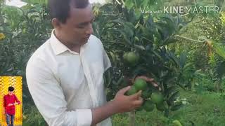 মাল্টা চাষ