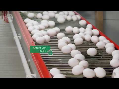 Eierverarbeitung / Transformation des oeufs
